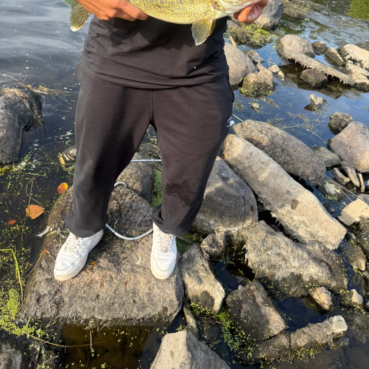 Walleye caught on Fishbrain