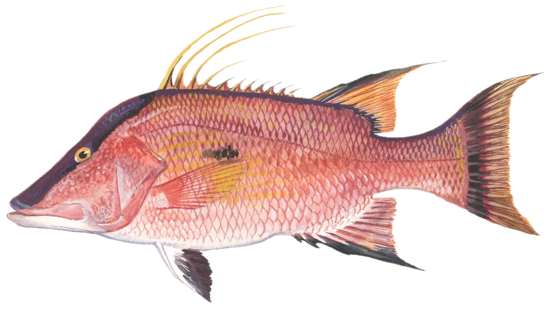 Hogfish