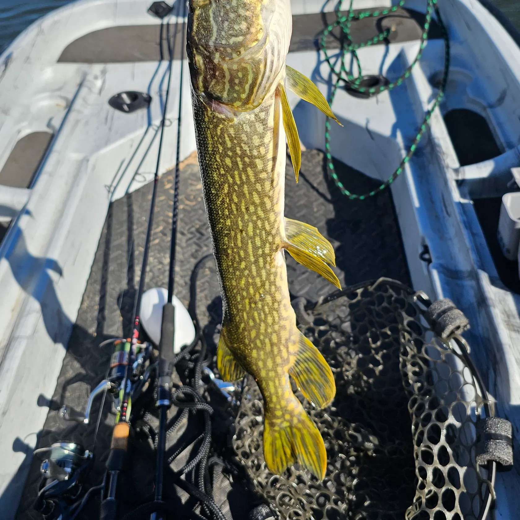 Northern pike caught on Fishbrain