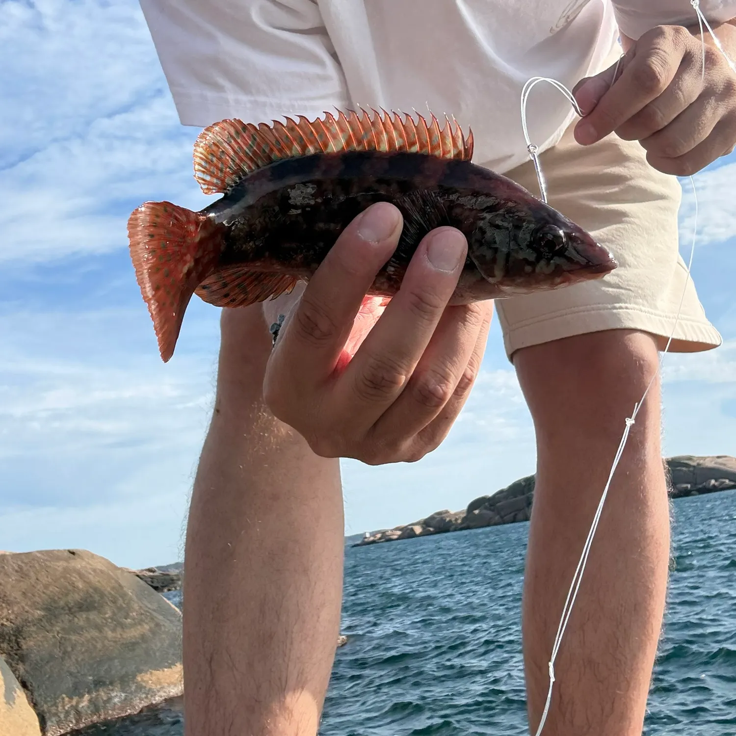 Ballan wrasse caught on Fishbrain