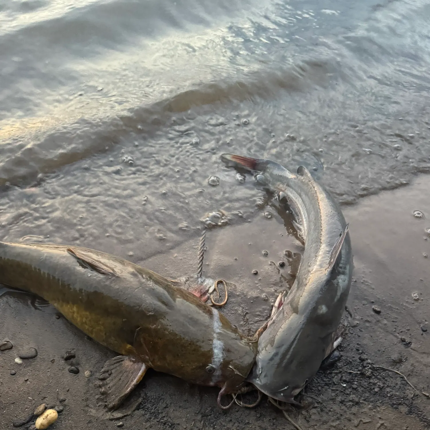Channel catfish caught on Fishbrain