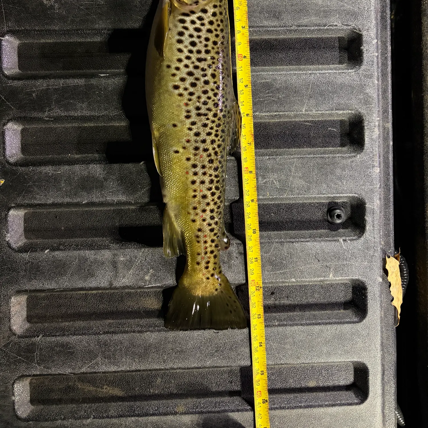 Brown trout caught on Fishbrain