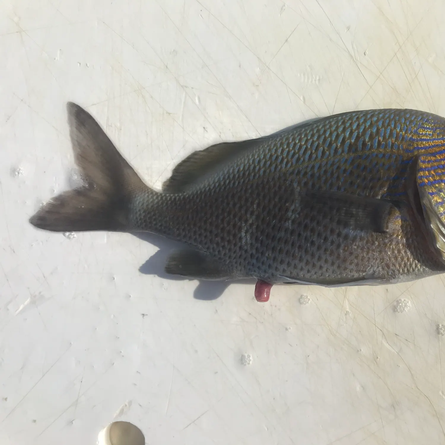 The most recent Silvergrey grunt catches on Fishbrain