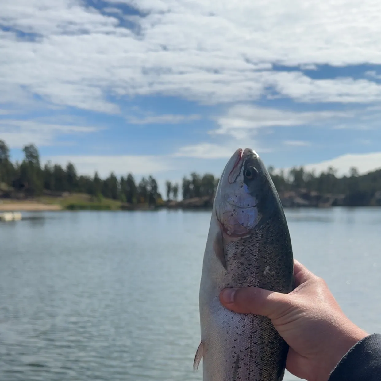 Rainbow trout caught on Fishbrain