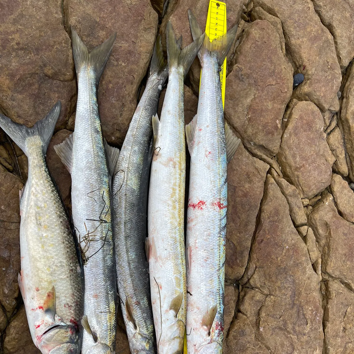 recently logged catches