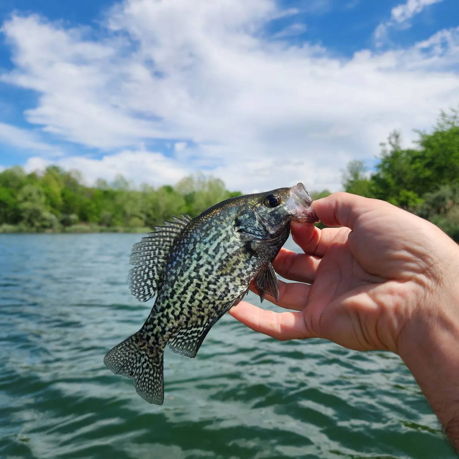 Black crappie caught on Fishbrain