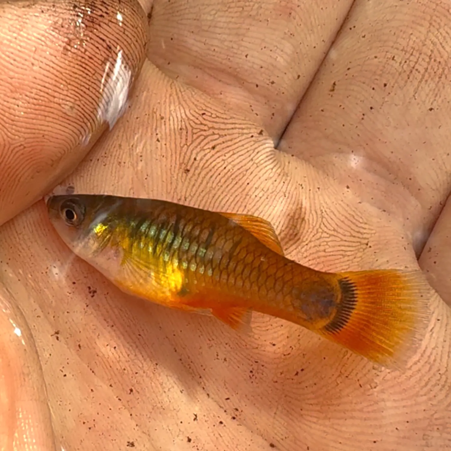 The most recent Variable platyfish catches on Fishbrain