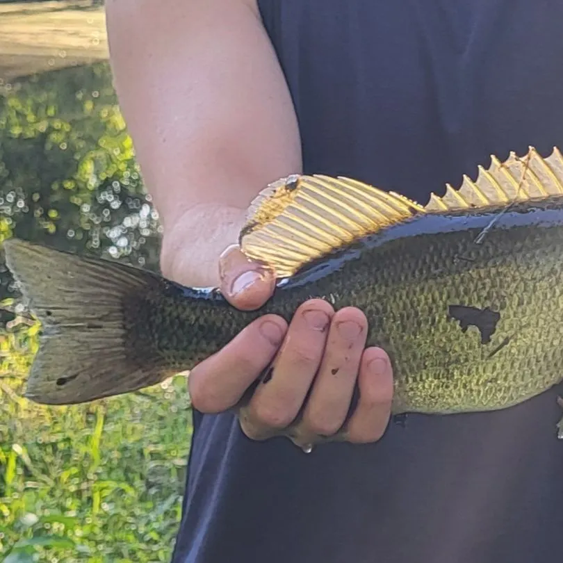 Largemouth bass caught on Fishbrain