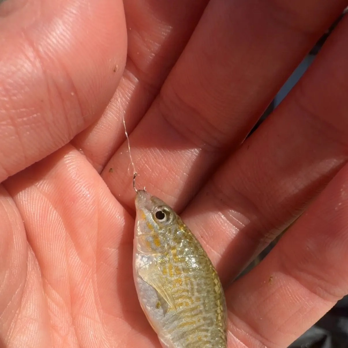 The most recent Goldspotted killifish catches on Fishbrain