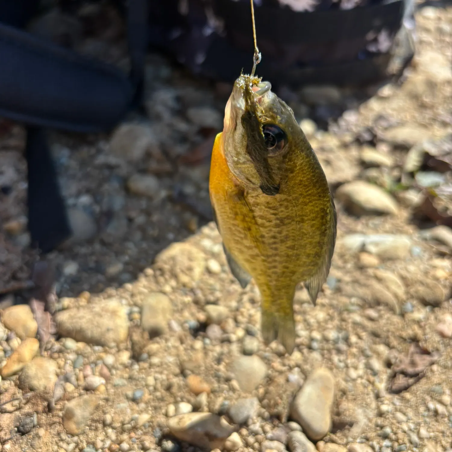 Bluegill caught on Fishbrain