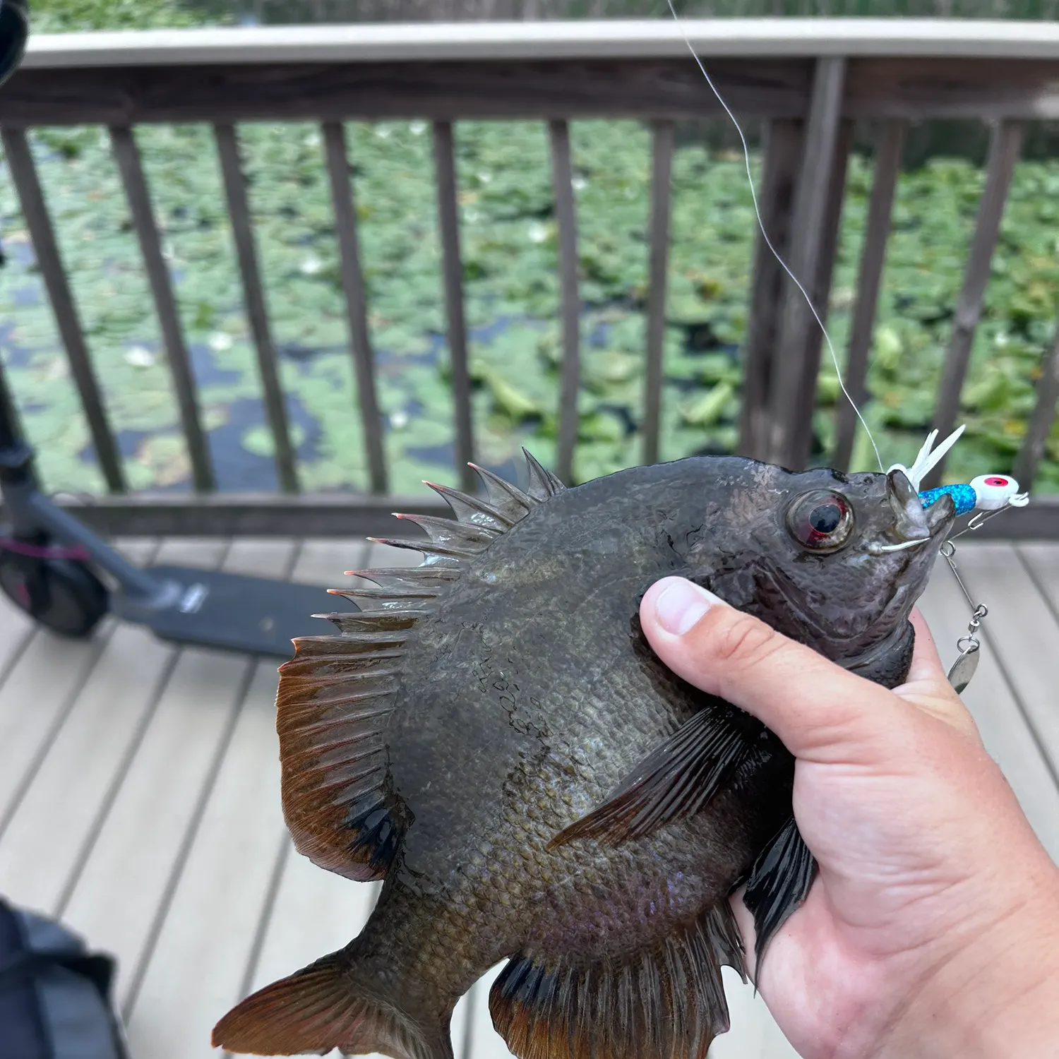 recently logged catches