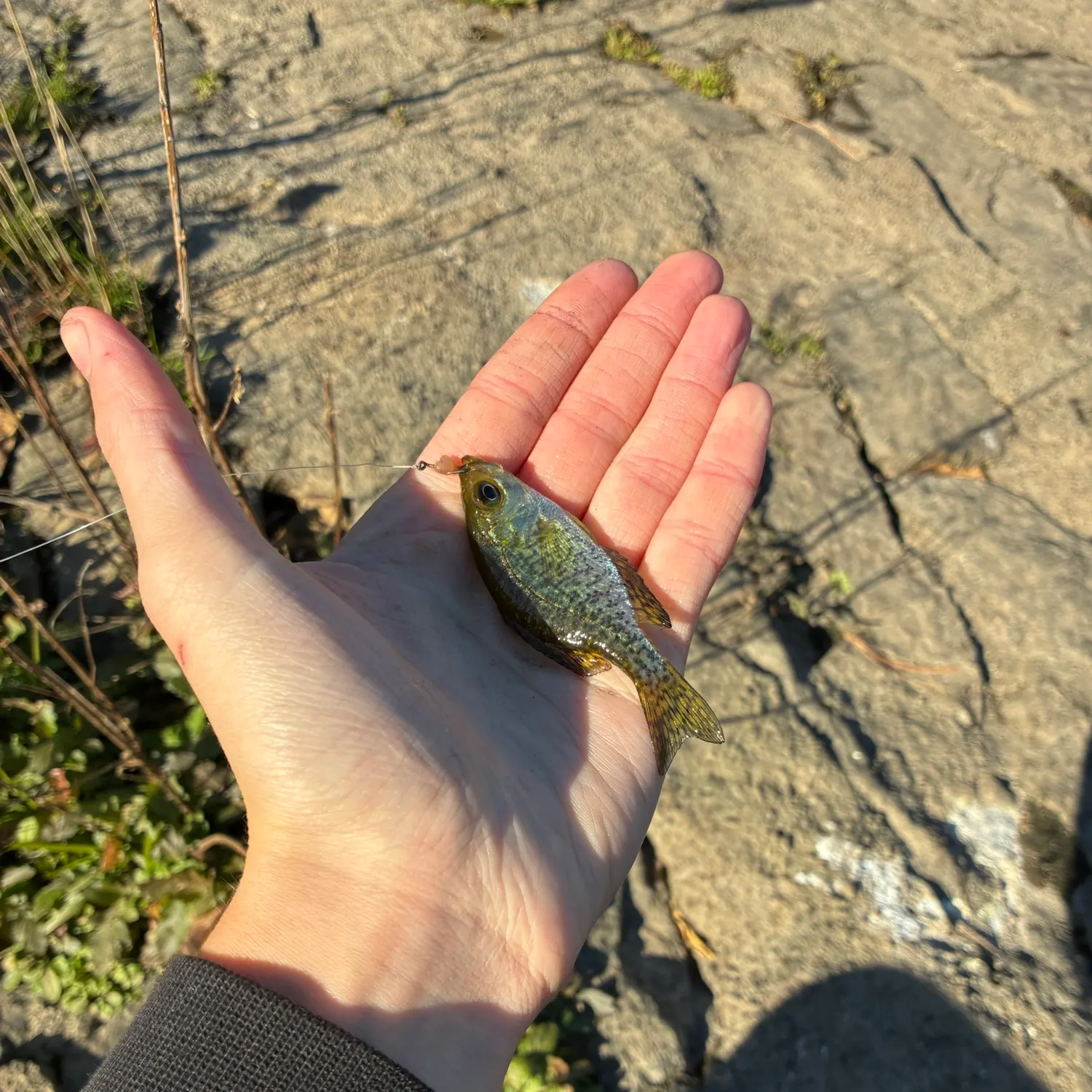 Black crappie caught on Fishbrain