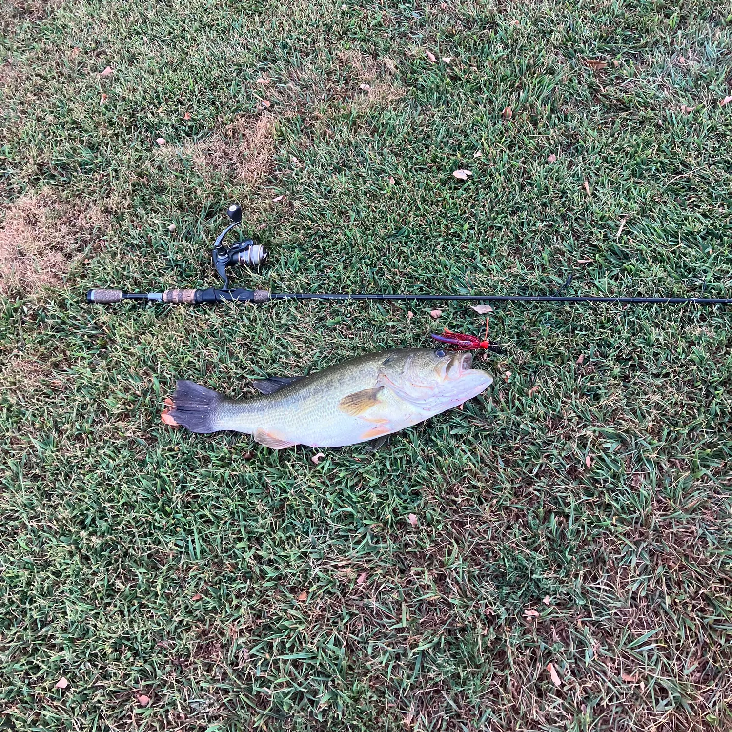 Largemouth bass caught on Fishbrain