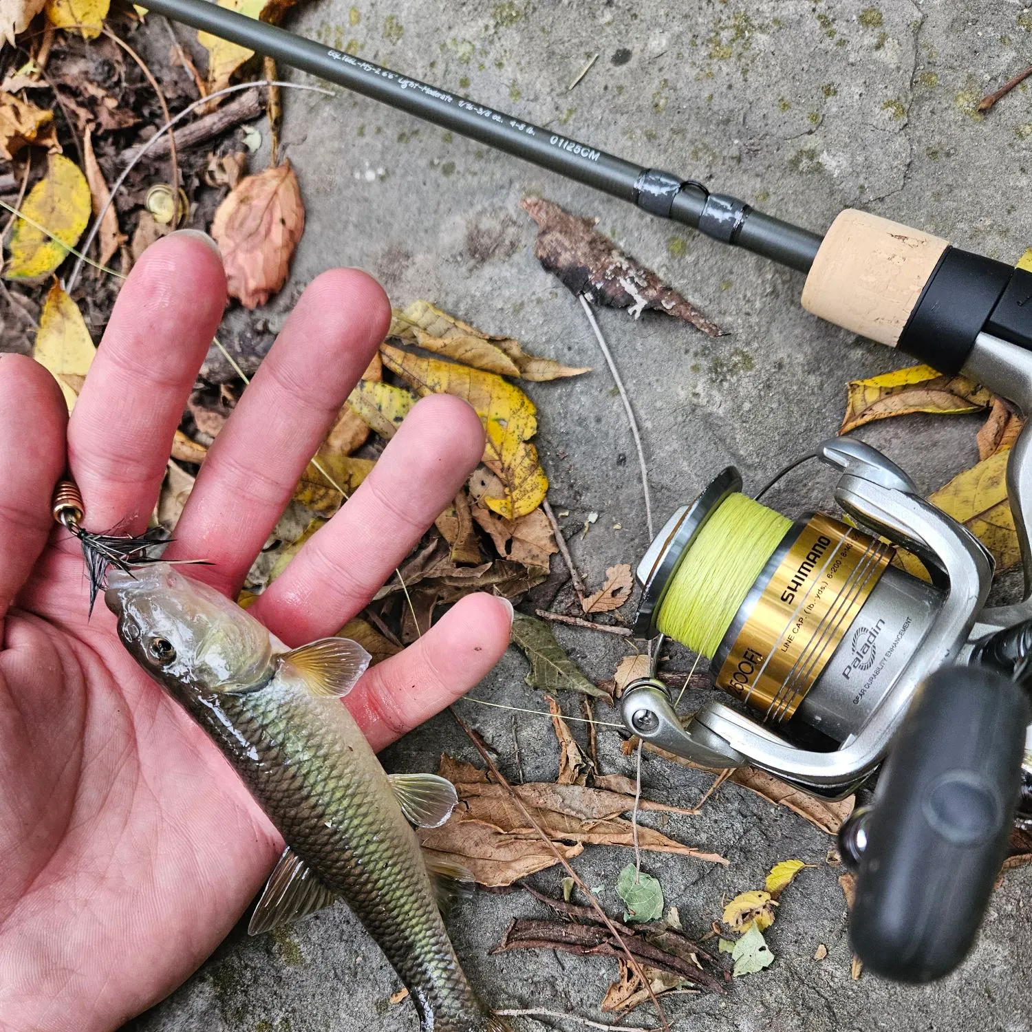 River chub caught on Fishbrain