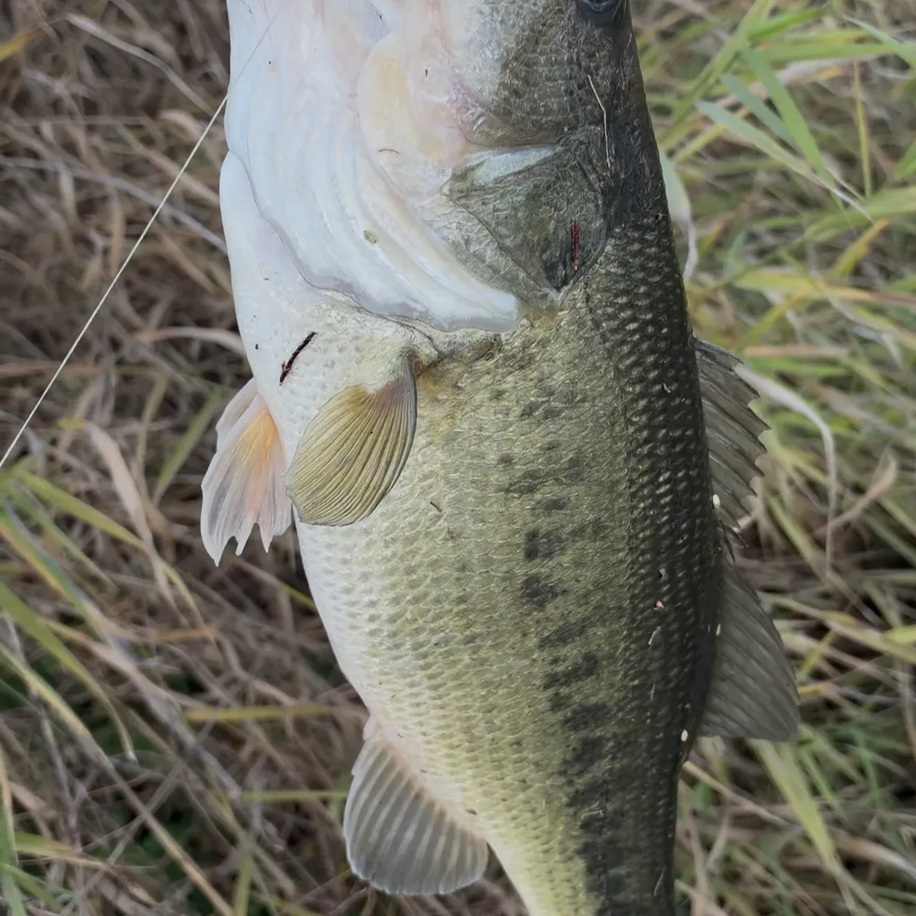 Fish caught on Fishbrain