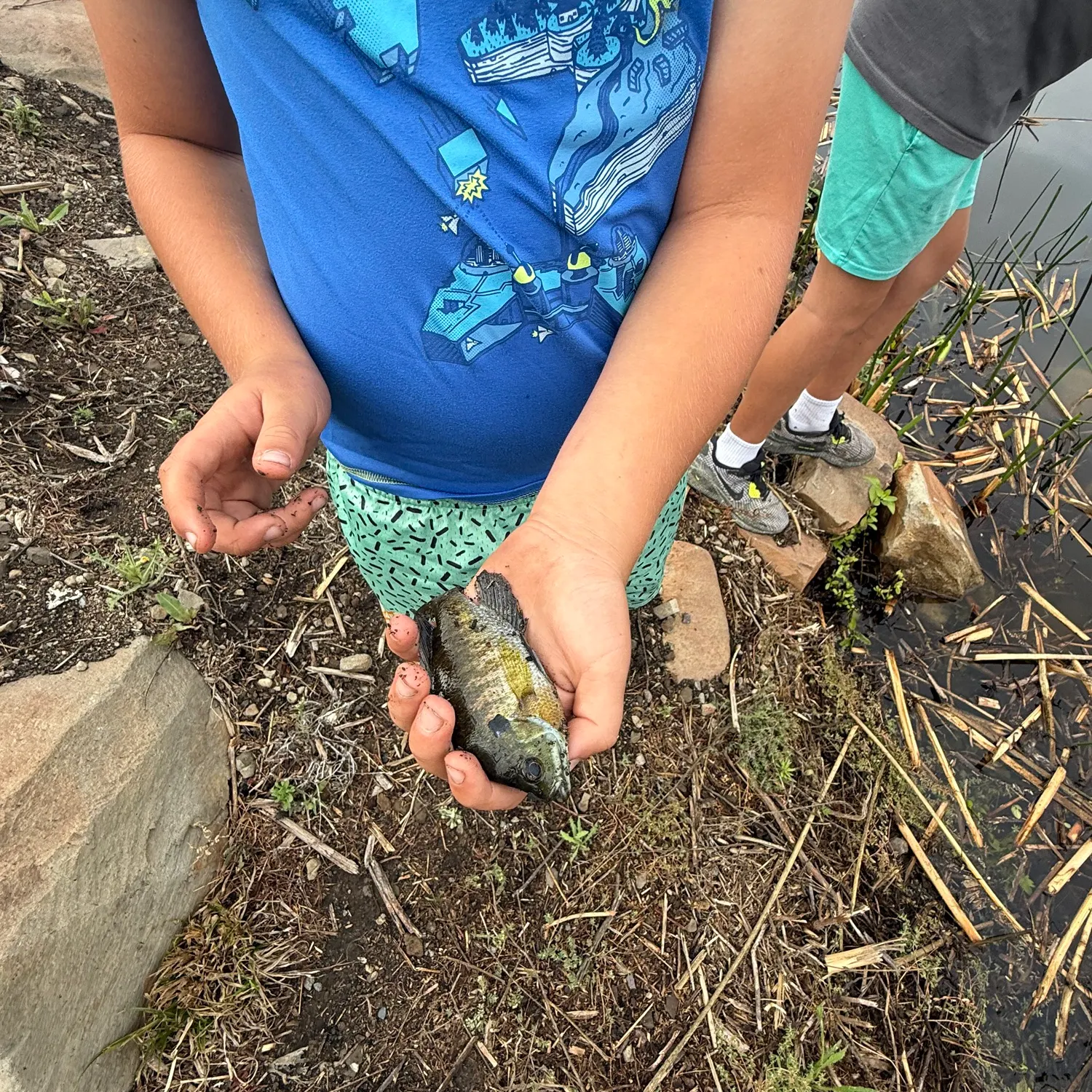 Bluegill caught on Fishbrain