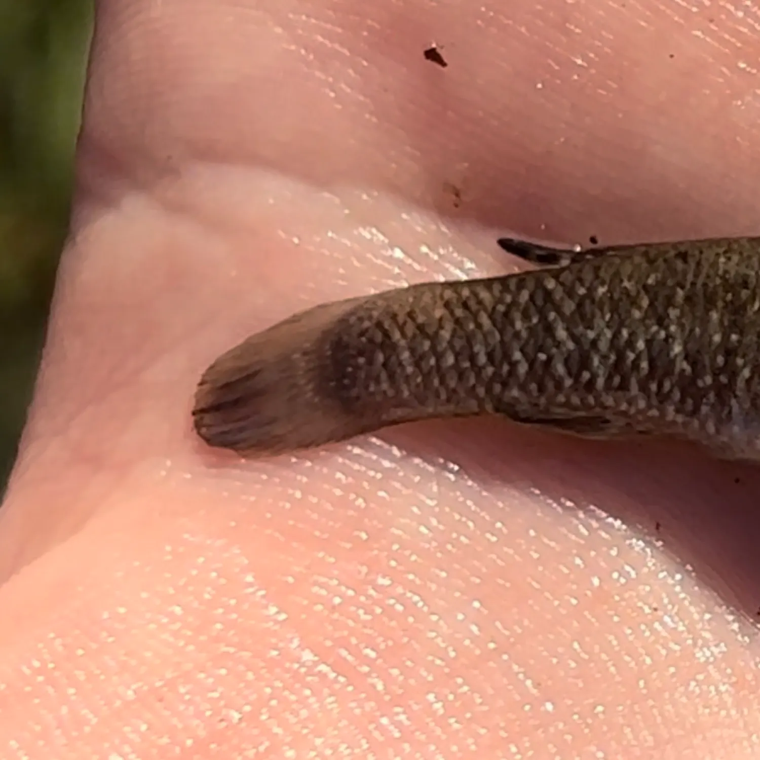 The most recent Marsh killifish catches on Fishbrain