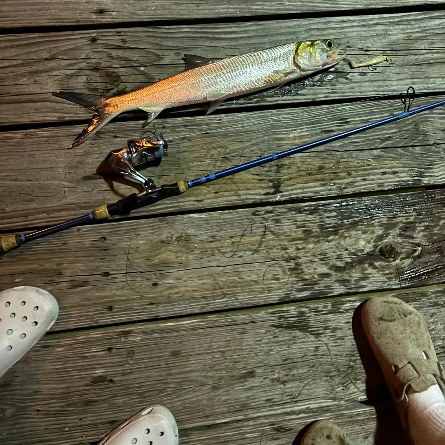 The most recent Ladyfish catches on Fishbrain