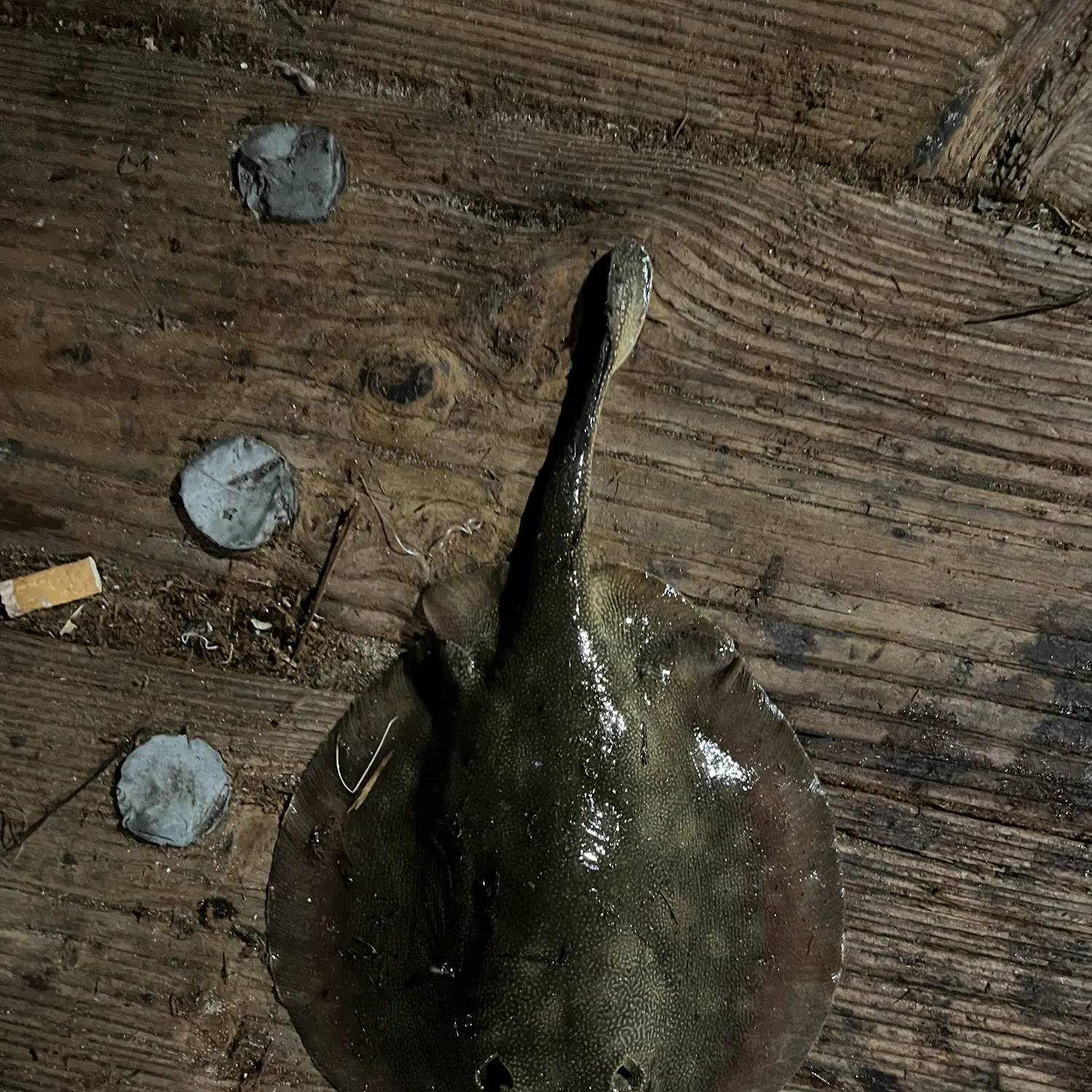 The most recent Haller's round ray catches on Fishbrain