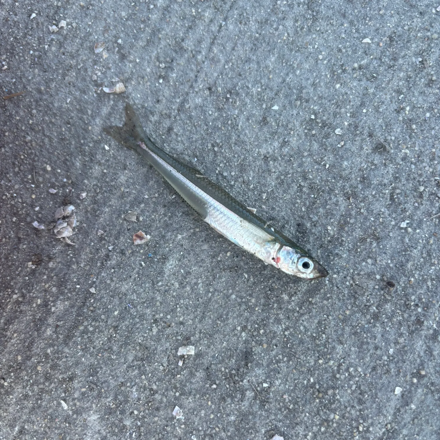 The most recent Atlantic silverside catches on Fishbrain