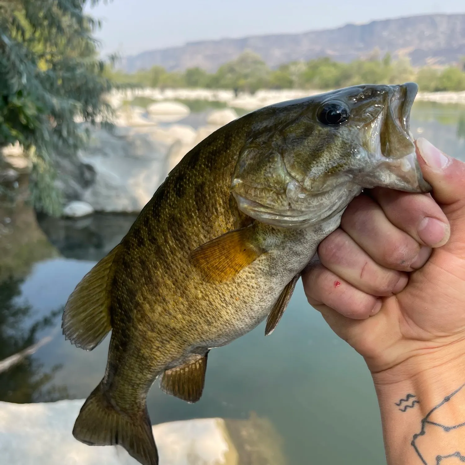 angler catch