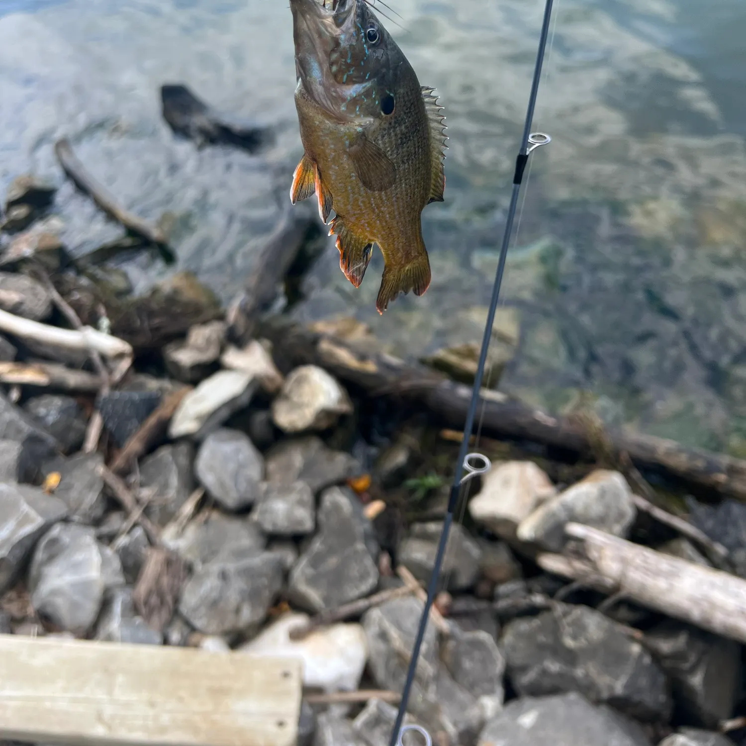 Bluegill caught on Fishbrain