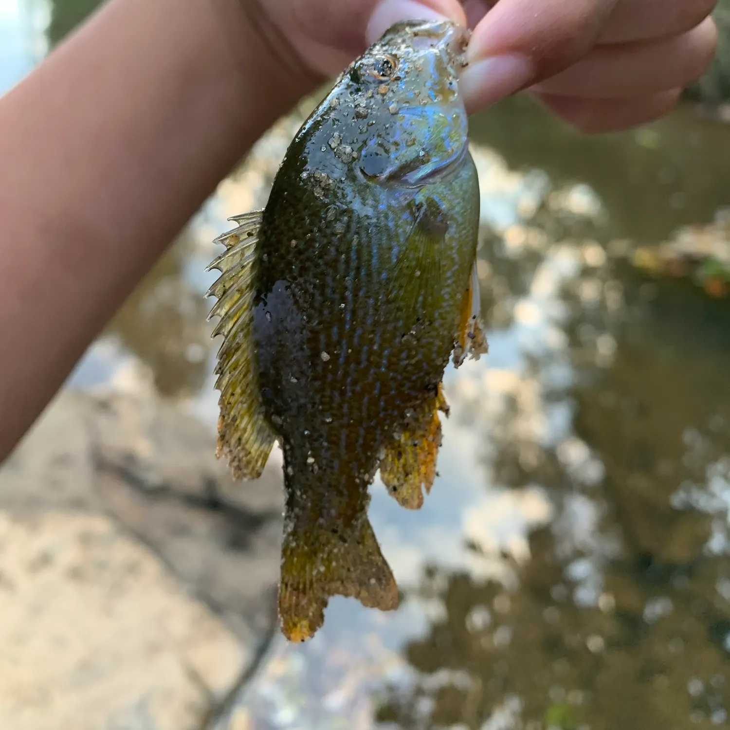 Green sunfish caught on Fishbrain
