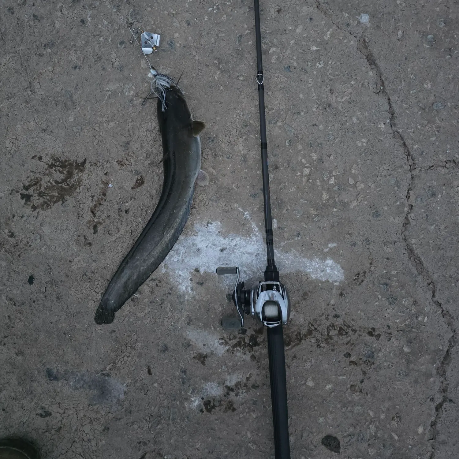 The most recent Amur catfish catches on Fishbrain