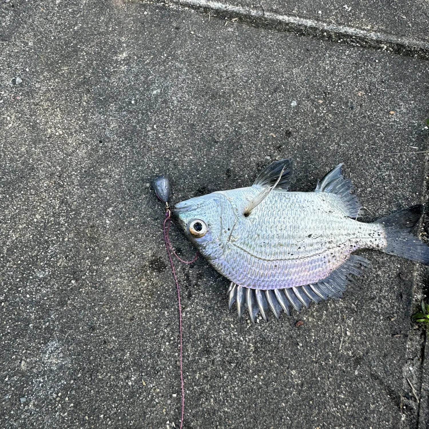 The most recent Pacific seabream catches on Fishbrain