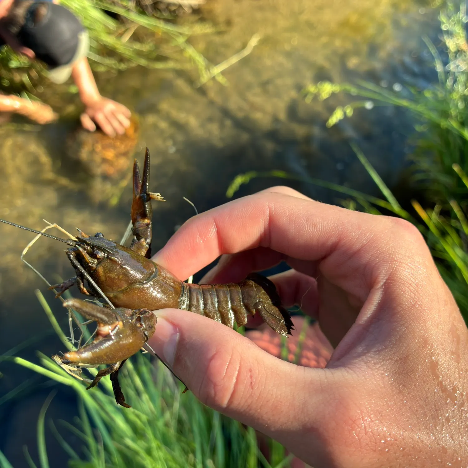 The most recent Northern clearwater crayfish catches on Fishbrain