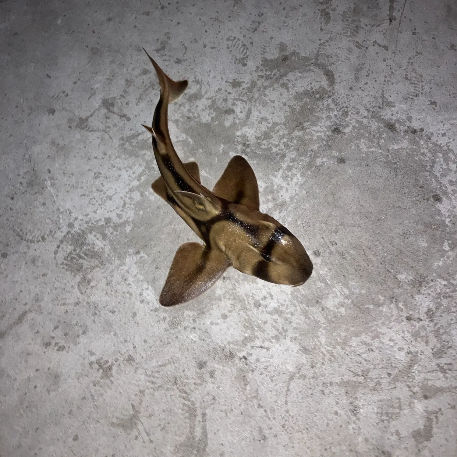 Port Jackson shark caught on Fishbrain