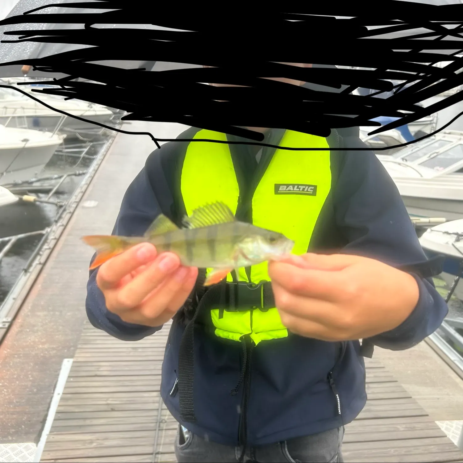 European perch caught on Fishbrain