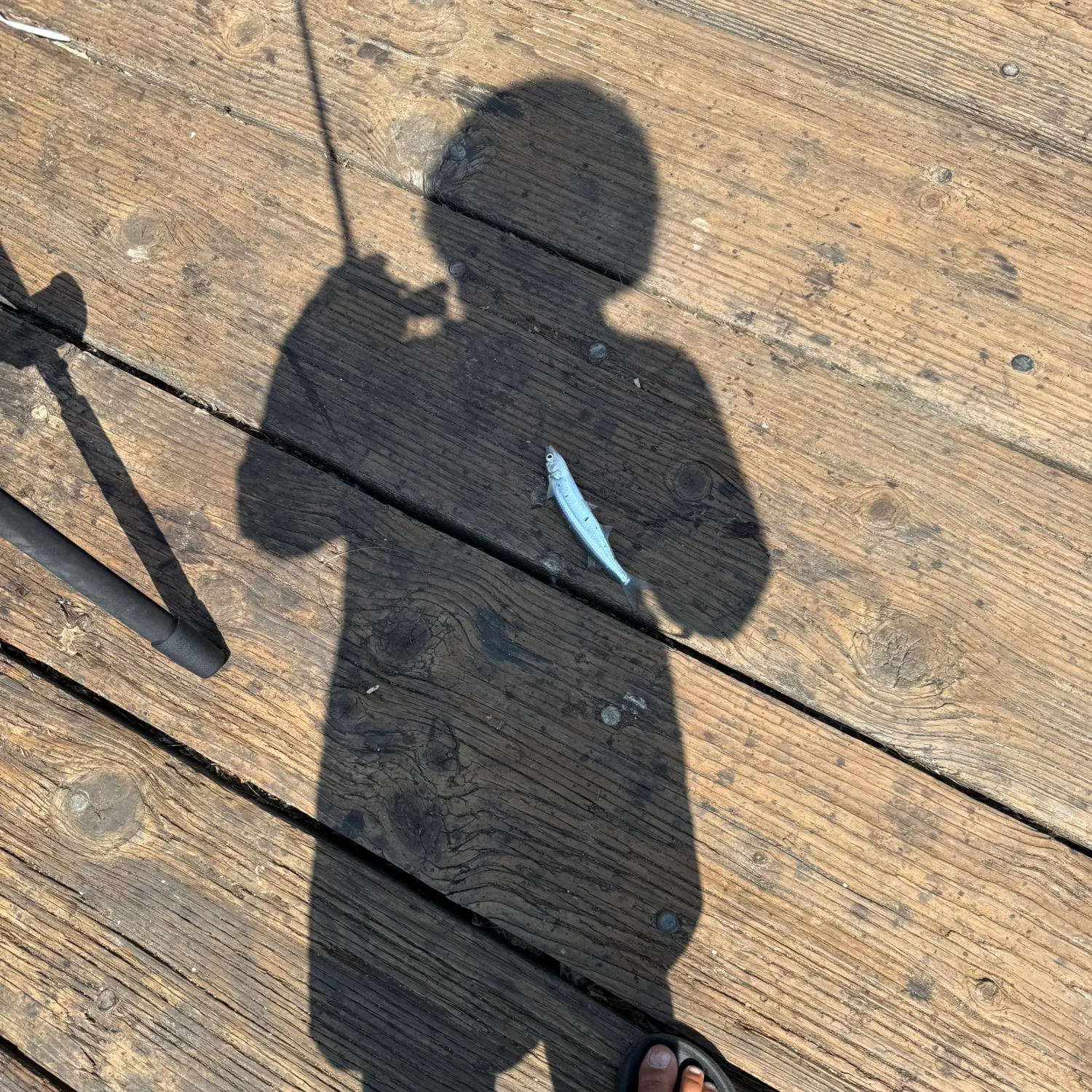 The most recent Topsmelt silverside catches on Fishbrain