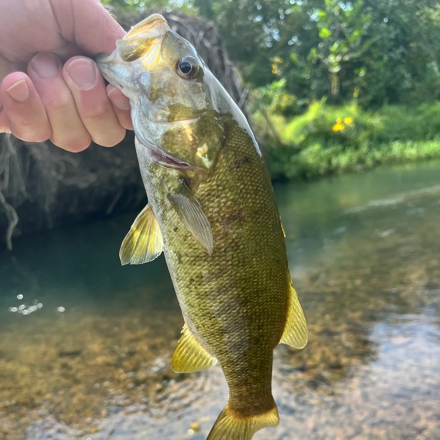 Smallmouth bass caught on Fishbrain