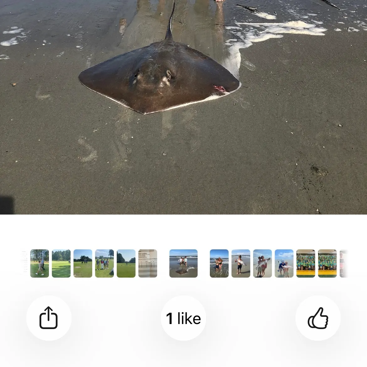 recently logged catches