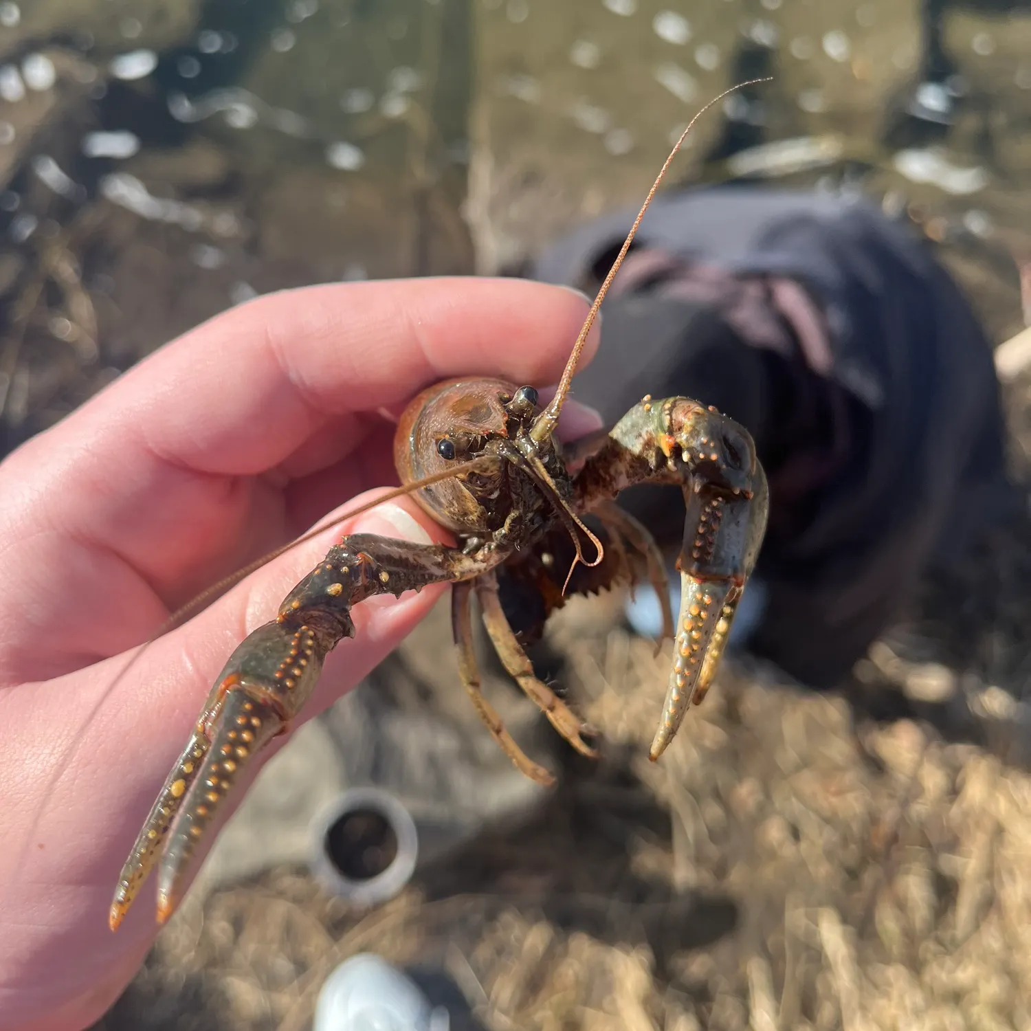 The most recent Signal crayfish catches on Fishbrain