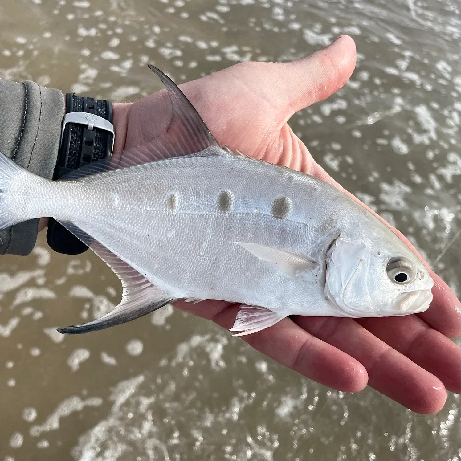 The most recent Largespotted dart catches on Fishbrain