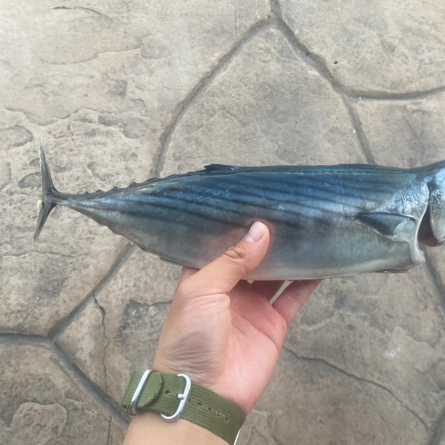 The most recent Pacific bonito catches on Fishbrain