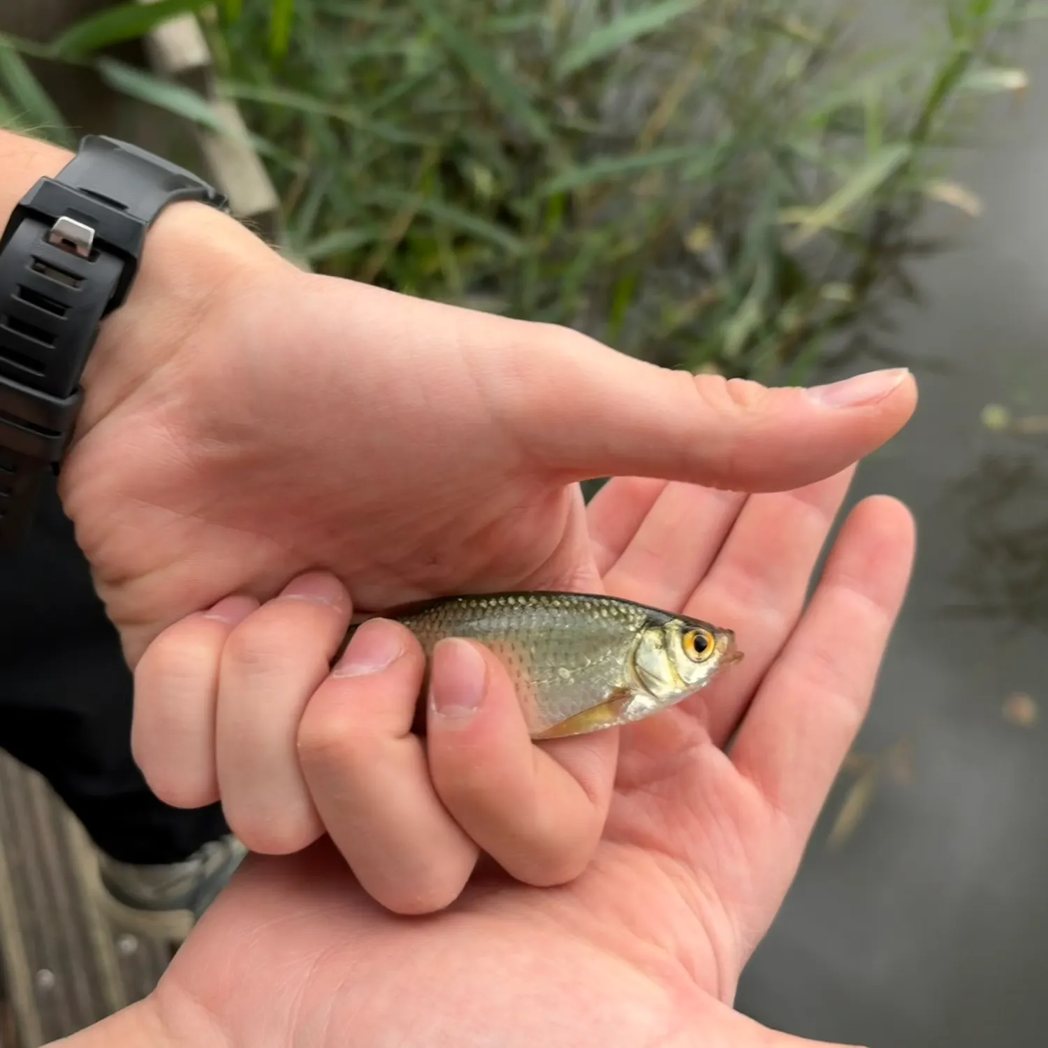 Common roach caught on Fishbrain