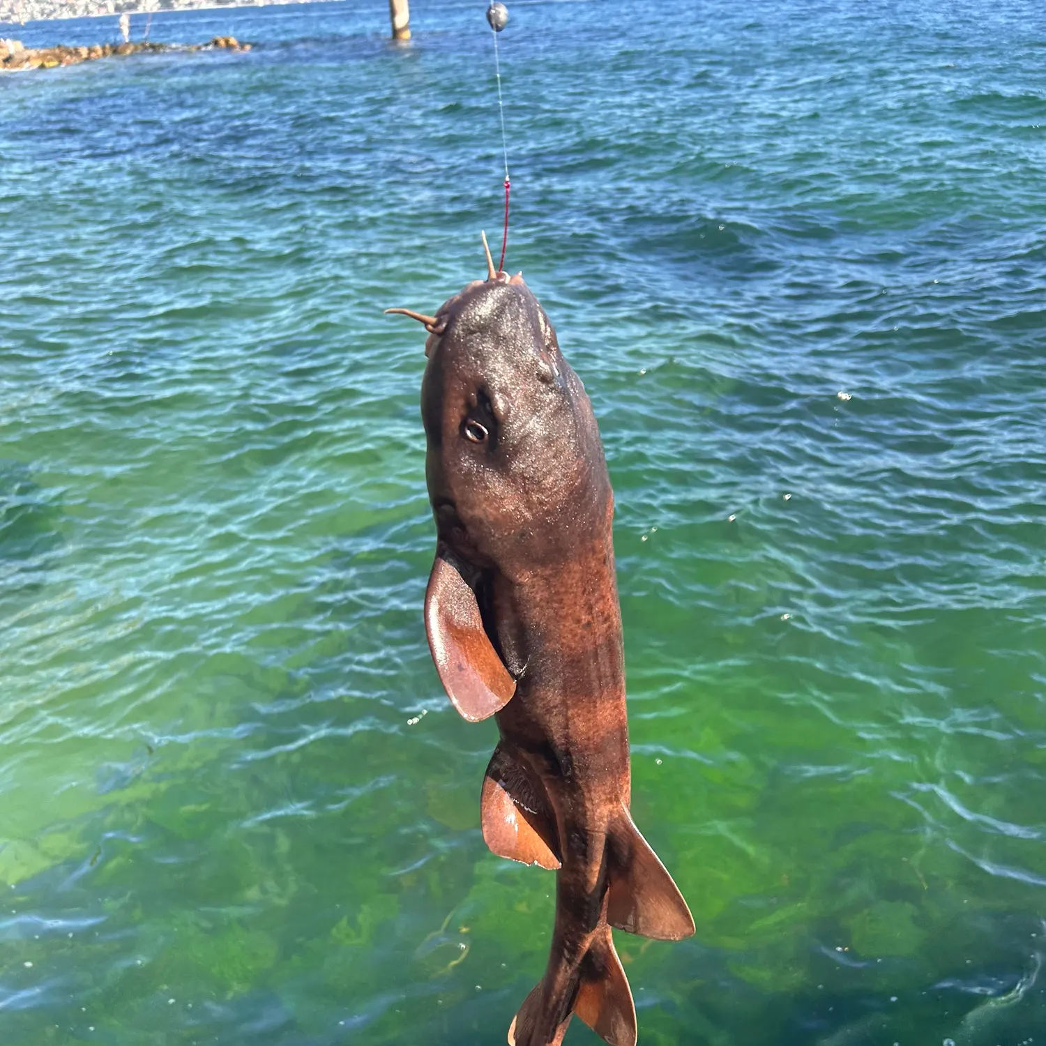 The most recent Blind shark catches on Fishbrain