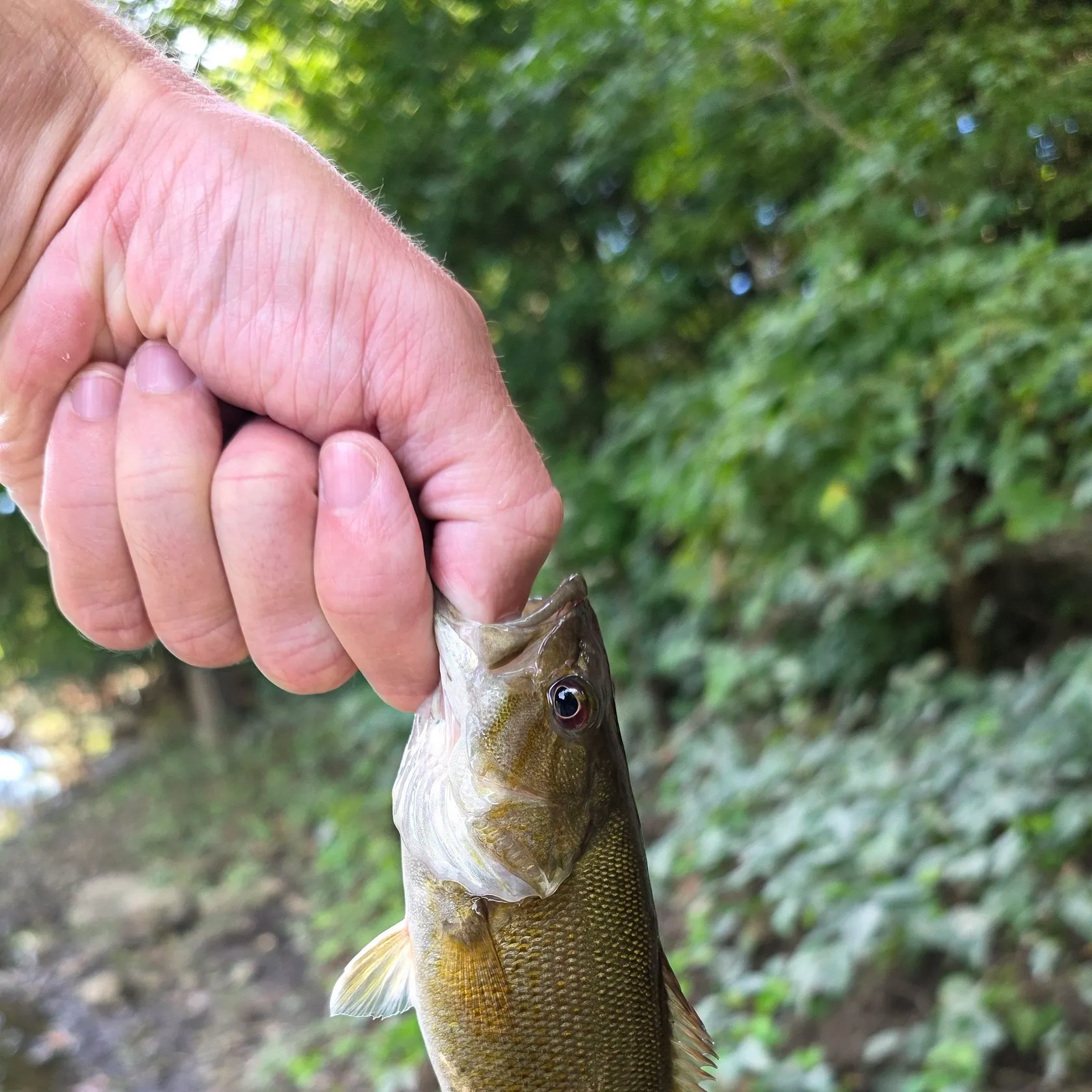 Smallmouth bass caught on Fishbrain