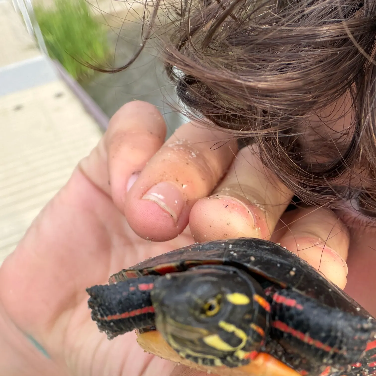 Painted turtle caught on Fishbrain