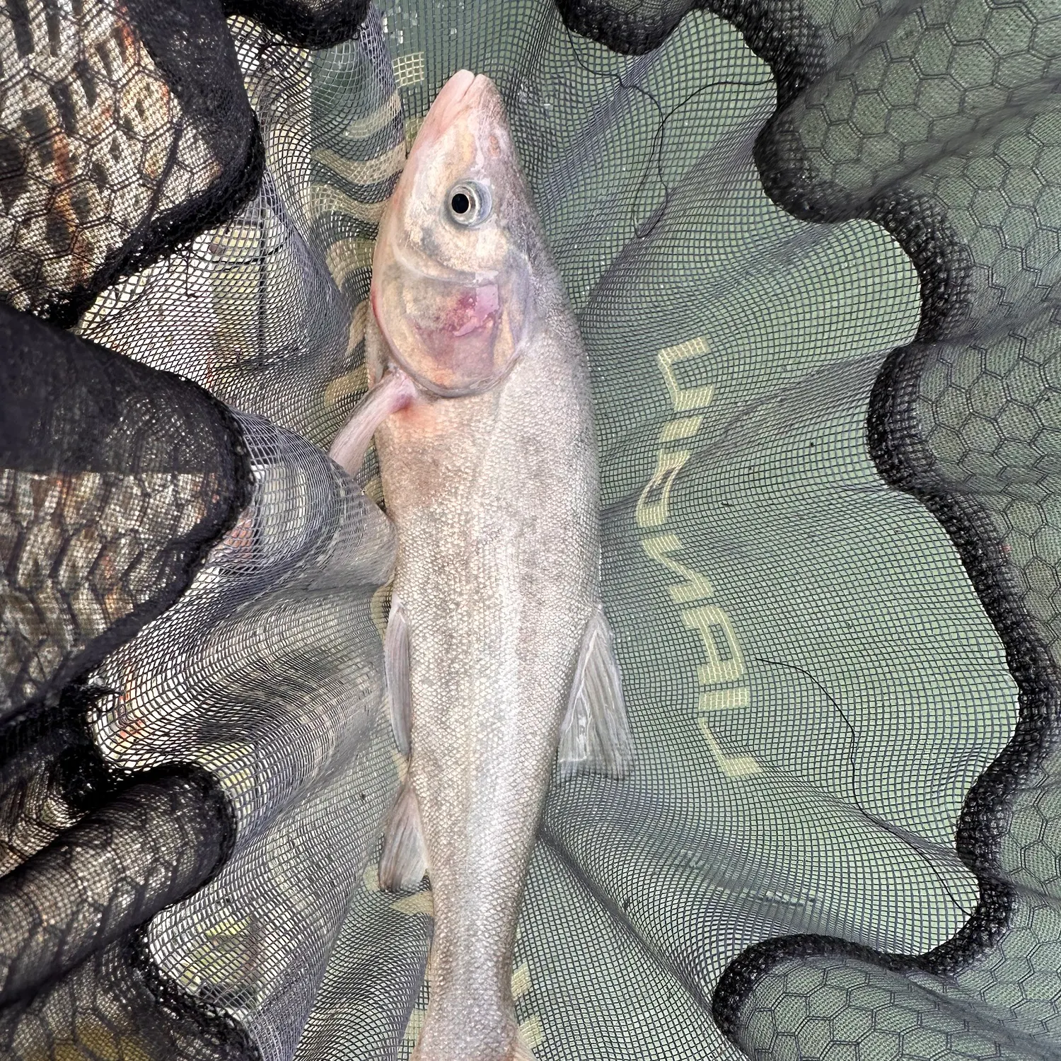 The most recent Sacramento blackfish catches on Fishbrain