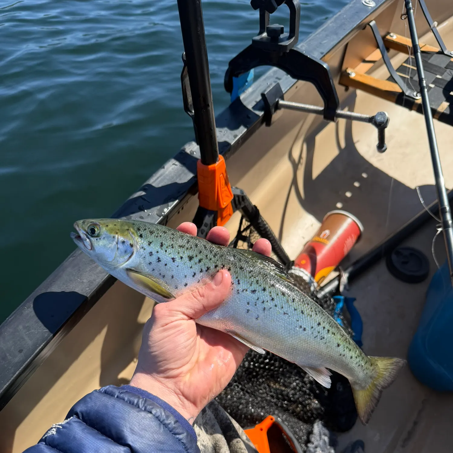 The most recent Landlocked atlantic salmon catches on Fishbrain