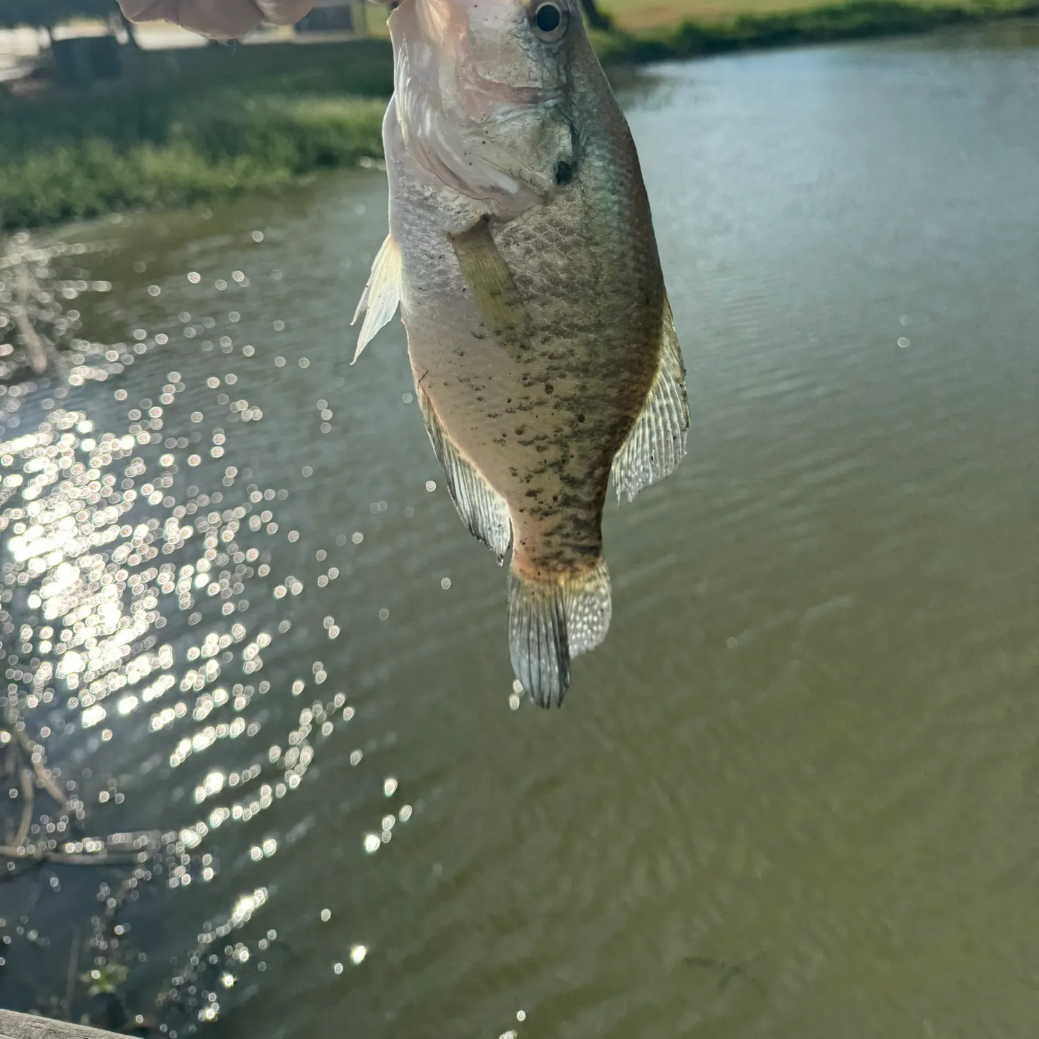 White crappie caught on Fishbrain