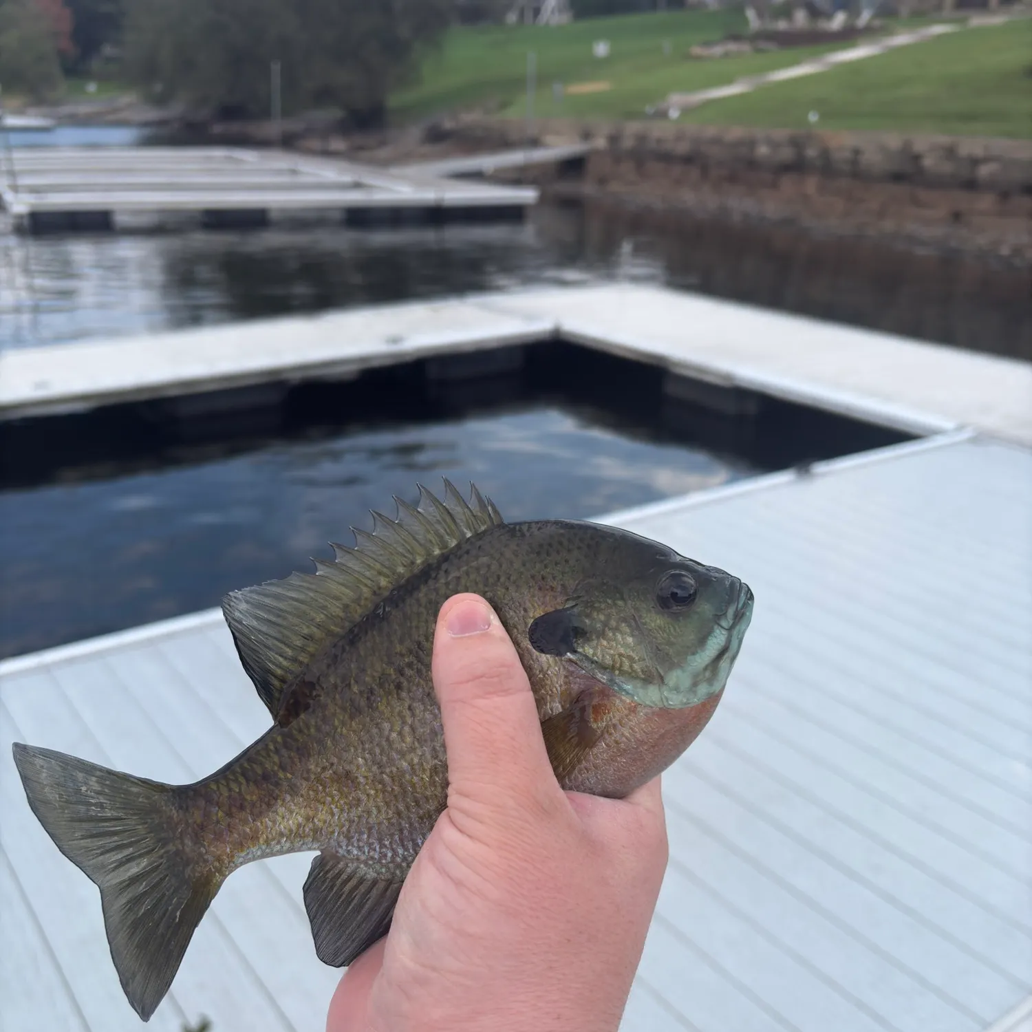 Bluegill caught on Fishbrain