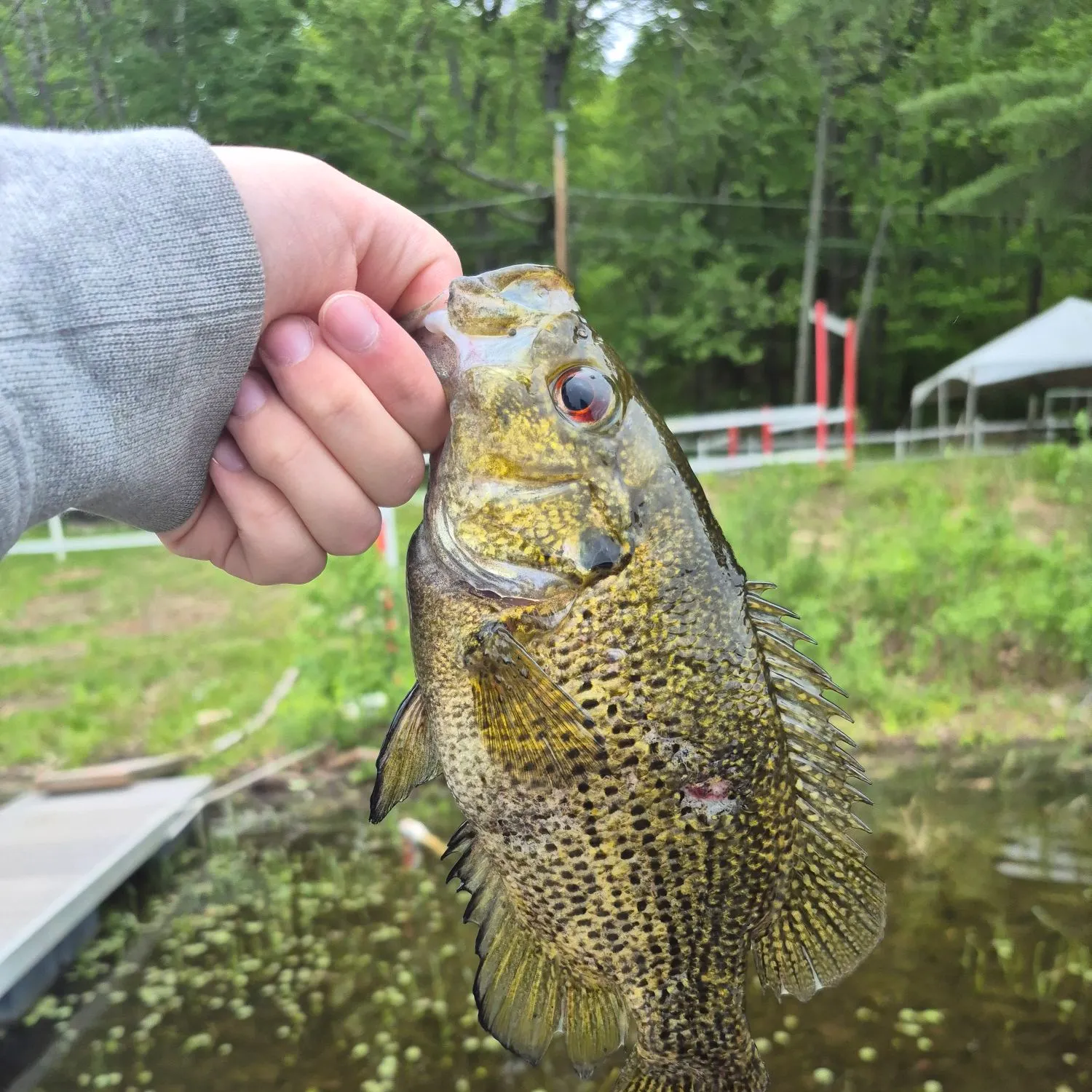 Rock bass caught on Fishbrain