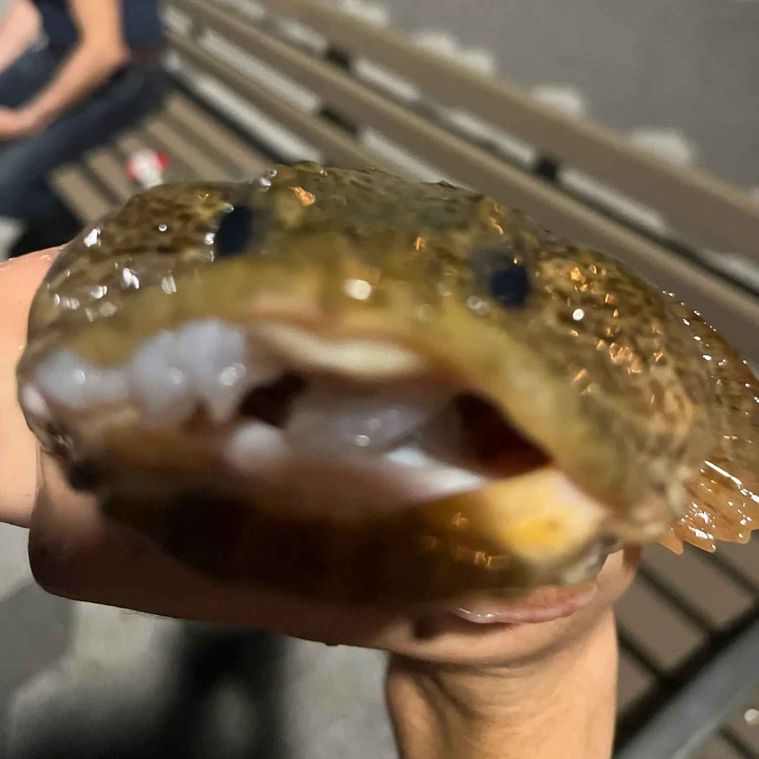 Oyster toadfish caught on Fishbrain
