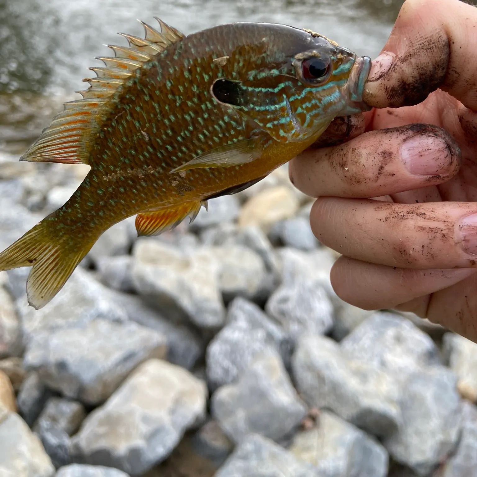 The most recent Northern sunfish catches on Fishbrain