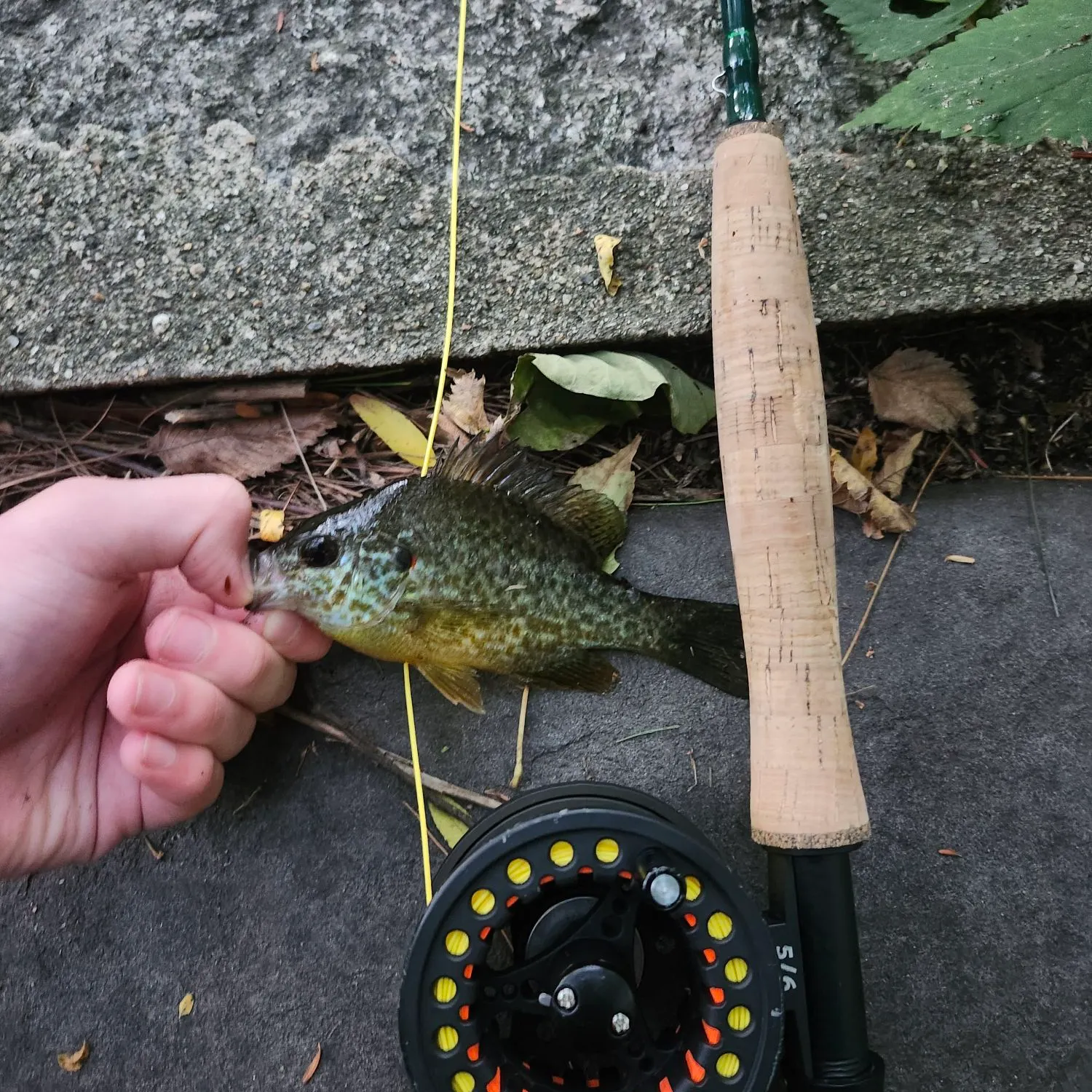 Pumpkinseed caught on Fishbrain